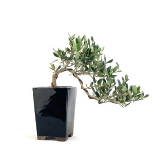 Little Ollie Olive Cascade bonsai, Olea europaea bonsai, cascading olive bonsai, 12-inch olive bonsai, broadleaf evergreen bonsai, 4-inch black pot bonsai, Little Ollie bonsai, cascading bonsai tree, decorative olive bonsai, compact olive bonsai