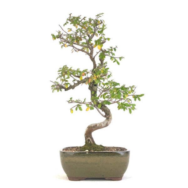 Discover the beauty of Chinese Elm (Ulmus parvifolia): a resilient, ornamental tree with year-round appeal. Perfect for urban and landscape settings.