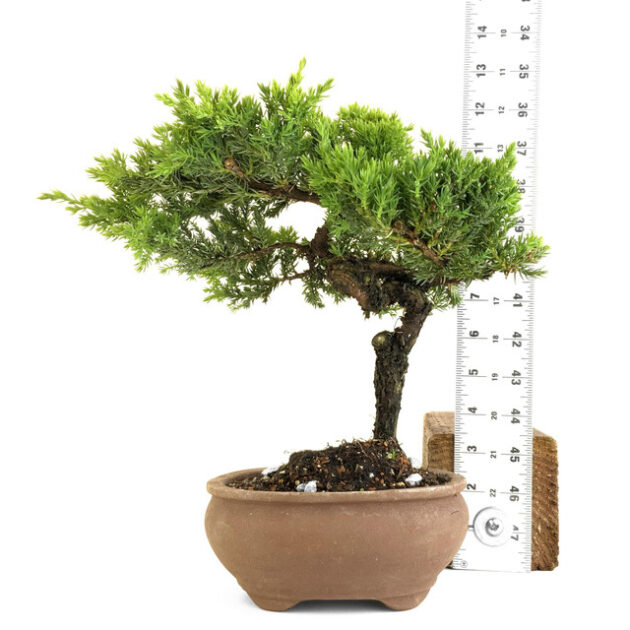 Discover Juniperus procumbens 'nana', a stunning dwarf juniper ideal for bonsai and ground cover. Perfect for small spaces and year-round beauty.