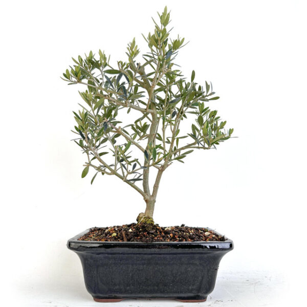 Olea Oleaster bonsai, Olea Oleaster tree, Japanese bonsai tree, broadleaf evergreen bonsai, mature bonsai tree, 18 inch bonsai, bonsai in black pot, Jason Chan bonsai, curated bonsai tree, premium bonsai tree