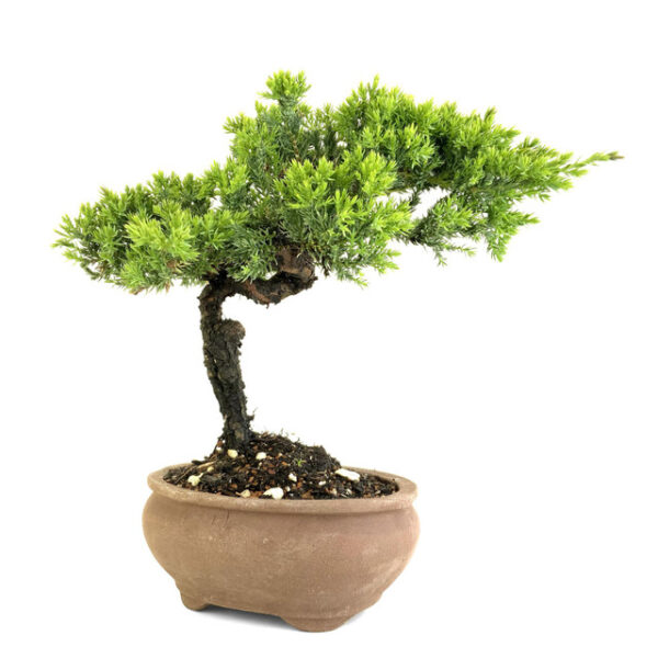 Discover Juniperus procumbens 'nana', a stunning dwarf juniper ideal for bonsai and ground cover. Perfect for small spaces and year-round beauty.