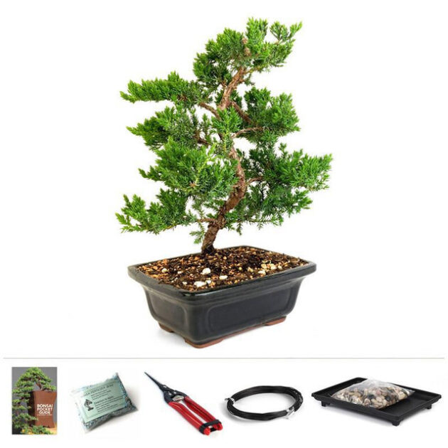 bonsai starter kit, Trained Juniper Bonsai, Juniperus procumbens 'Nana', bonsai care kit, bonsai tools, bonsai tree kit, indoor bonsai, outdoor bonsai, bonsai training wire, bonsai pruning shears, bonsai care guide, bonsai humidity tray, beginner bonsai kit, miniature bonsai tree, bonsai fertilizer