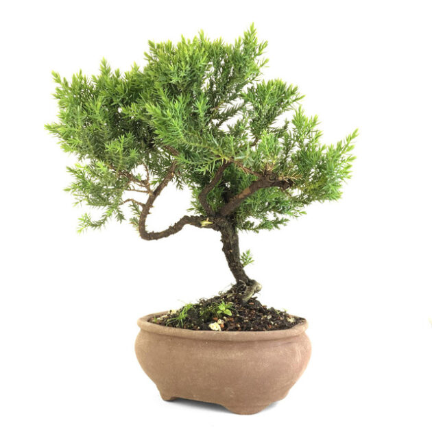 juniperus procumbens bonsai, procumbens juniper bonsai, evergreen conifer bonsai, cascading juniper bonsai, juniper bonsai tree, small juniper bonsai, juniper bonsai plant, 11 inch bonsai tree, unglazed oval pot bonsai, bonsai care guide, juniper bonsai maintenance, artist curated bonsai