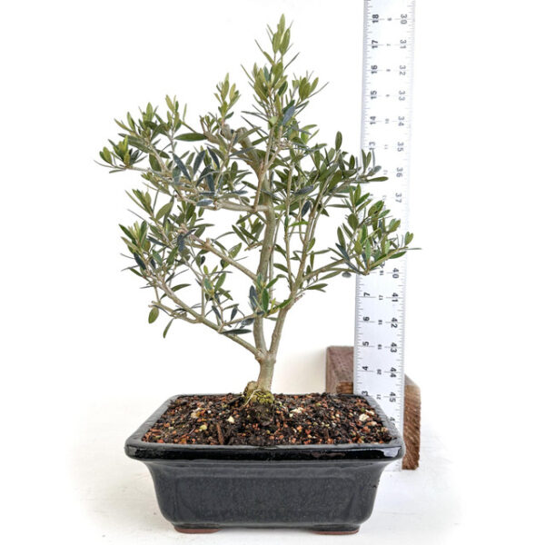 Discover Olea Oleaster, a versatile evergreen shrub known for its drought tolerance and ornamental value. Perfect for gardens and landscapes.