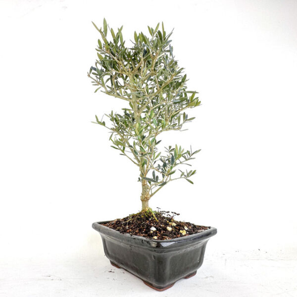 Discover Olea Oleaster, a versatile evergreen shrub known for its drought tolerance and ornamental value. Perfect for gardens and landscapes.